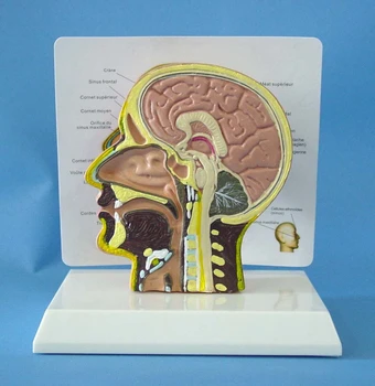 

1:1 Human Anatomical Nasal Cavity Throat Anatomy Medical Pathology Model Anatomy Skull Sculpture Head Body Model Muscle Bone