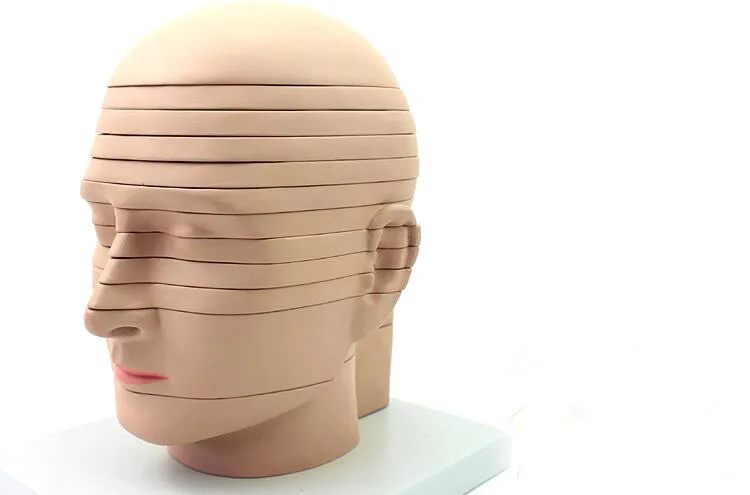 

Human head anatomy CTMRI Brain imaging radiology neurology Model 12 sheet