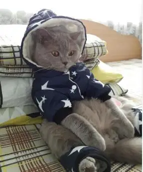 cat1