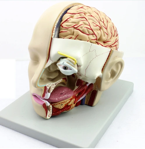 Manikin Genuine Human Medical Craniocerebral Sagittal Sinus Anatomy Department Otolaryngology Head Model Of Oral Anatomical Mod Head 3d Model Head Boxhead Flashlight Aliexpress