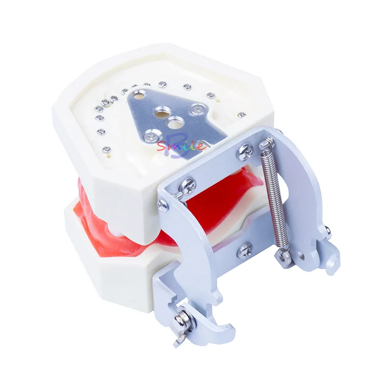  New Dental Teaching Model Standard Model Removable Teeth Soft Gum Model - 33007568580