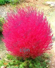 

Hot sell 200Pcs Kochia Burning Bonsai Bush Kochia Scoparia Grass Bonsai Flower Bonsai Outdoor Plant For Home Garden Planting