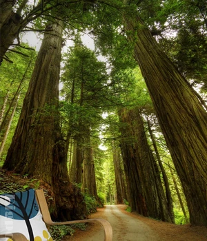 

Custom 5d Papel Murals Big Tree Forest 3d Photo Murals Wallpaper for Living Room TV Sofa Background 3d Wall Mural Wall paper