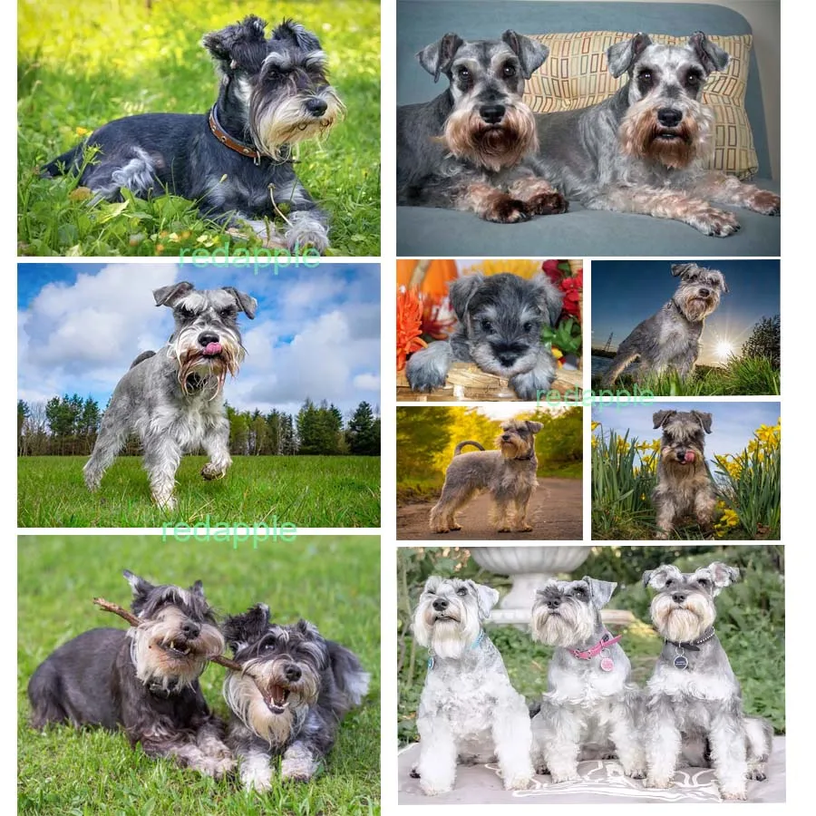 Schnauzer головоломка для собак фотографии на заказ алмазная живопись полная 3d daimond