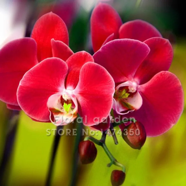 

Best-Selling!100PCS Rare Orchid plante Flower flores Bonsai Phalaenopsis Orchid plantas Perennial Potted Plants For Home Garden,