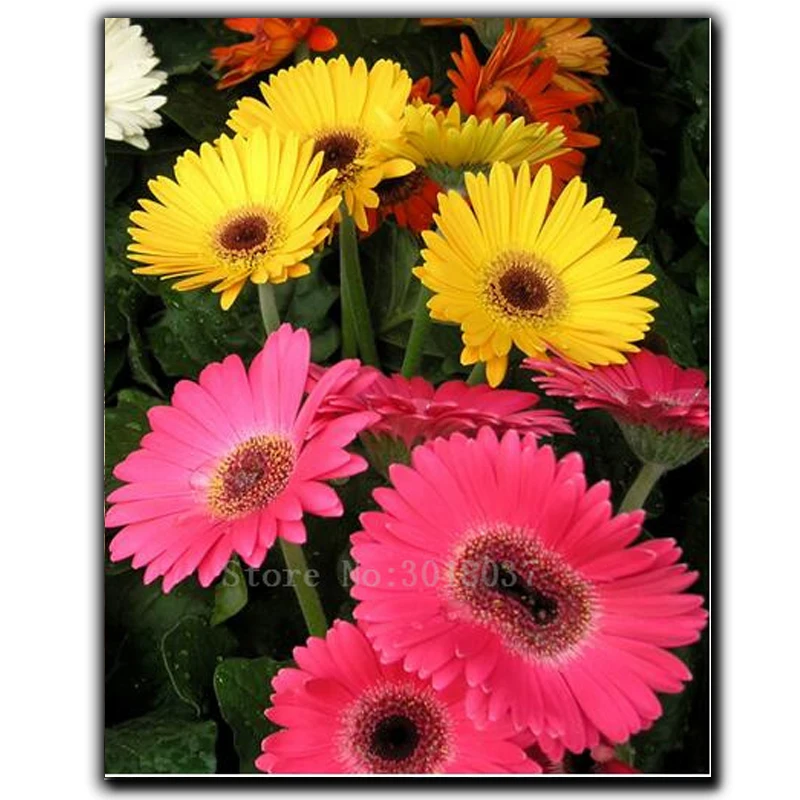 

5D Diamond Embroidery The Land Chrysanthemum Diy Diamond Painting Cross Stitch Full Square Diamond Mosaic Decorative Sticker Kit