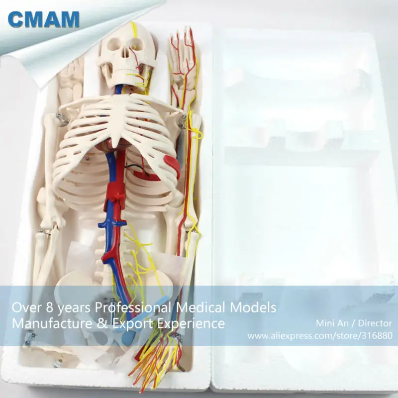 CMAM/12367 85 скелет кровеносные сосуды + сердце медицинский полный анатомическая