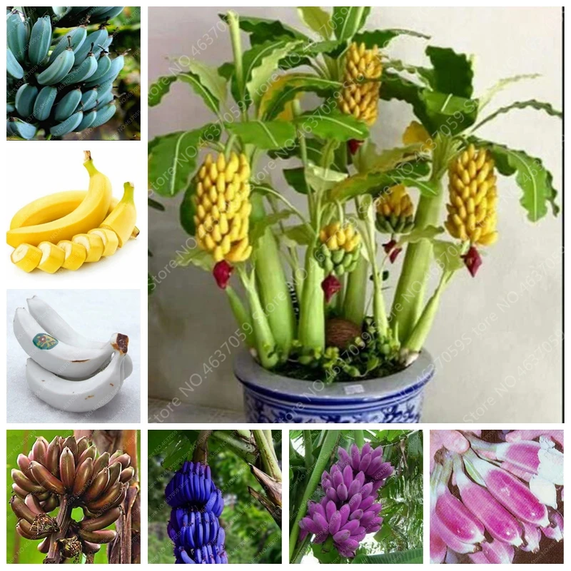 

100 Pcs Dwarf Banana Bonsai Tree Tropical Fruit Outdoor Potted Balcony Garden Flower Pot Decor for Home Planting Easy to Grow