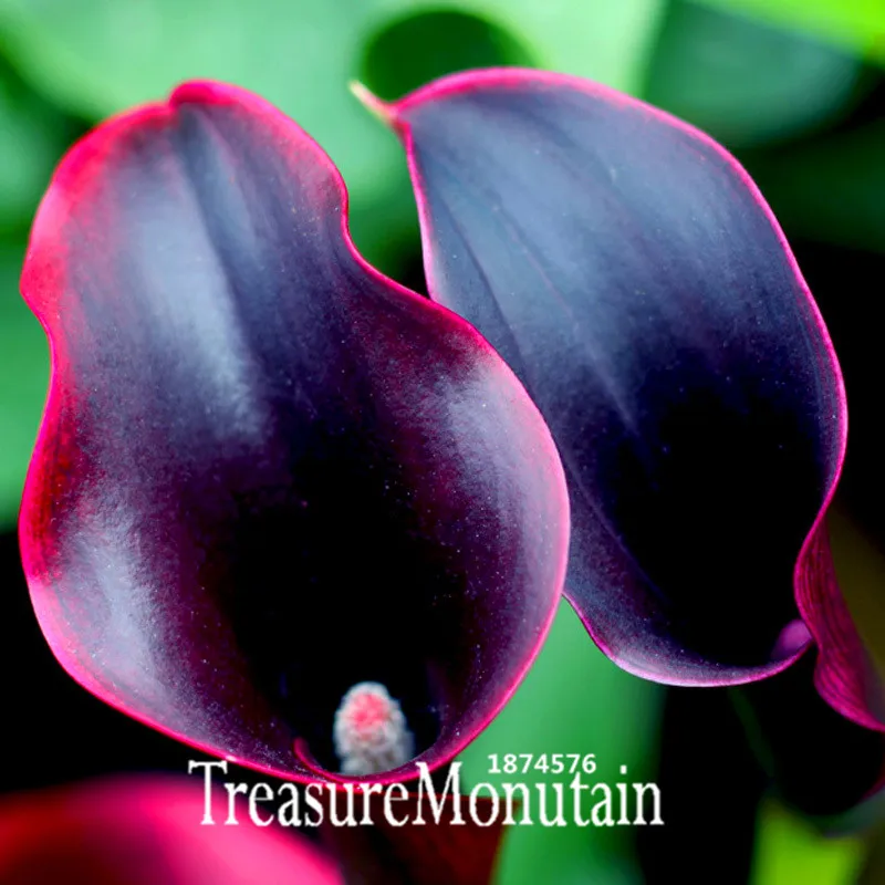 Черная Калла Цветок В Горшке Купить Спб