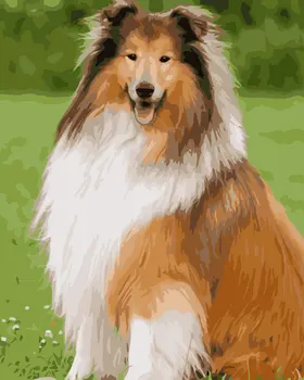 

MaHuaf-i637 cute collie DIY painting by Numbers dog animal Hand-painted canvas digital oil paintings for living room home decor