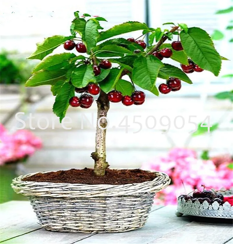 

30 pcs Mini cherry flores cherry bonsai tree organic fruit natural growth plantas pot for home garden Organic Heirloom fruit