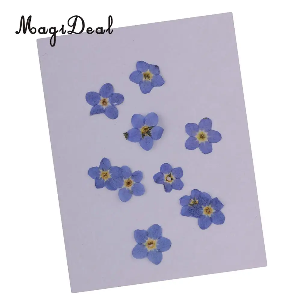 20pcs Natural Real Forget-me-not Flowers Pressed Dried Flowers Embellishments for Art Craft Jewelry Making