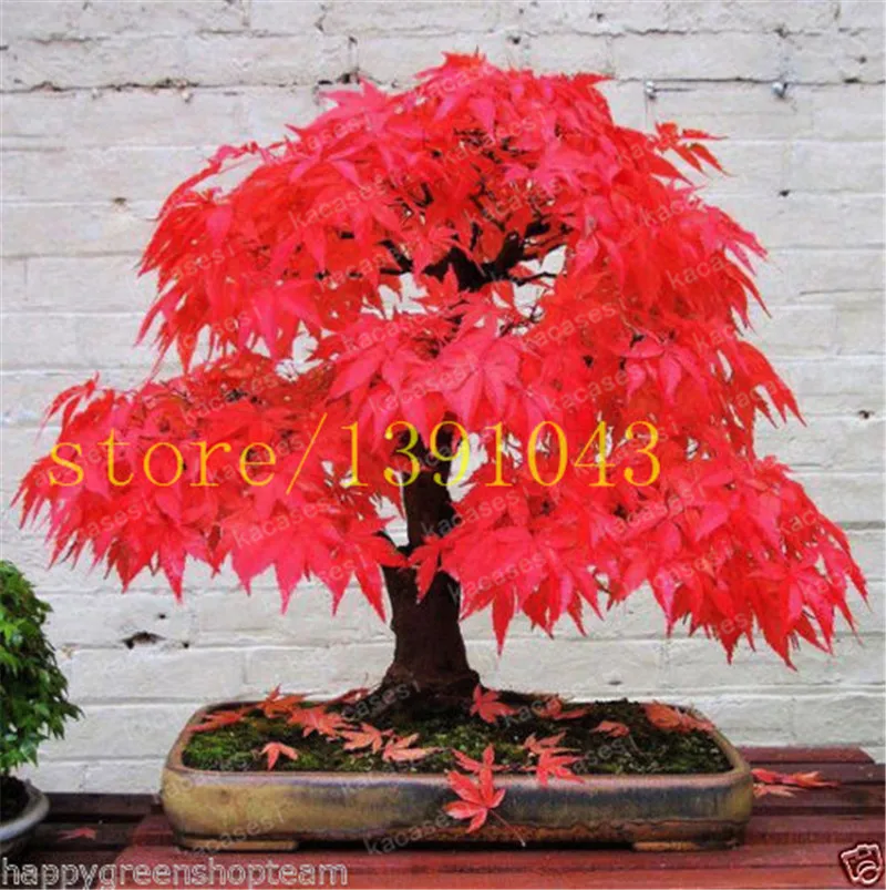 

20 Pcs/Pack New Arrival!Red Japanese Maple Beautiful Plant Tree flores Bonsai Garden Decor DIY Plant Home