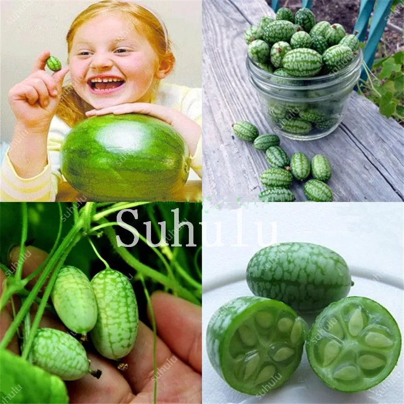 

New ! 50pcs Rare Mini Fruits And Vegetables Thumb Watermelon Bonsai Thumb Cucumber Mini Watermelon Pepkino Mexican Acid Cucumber