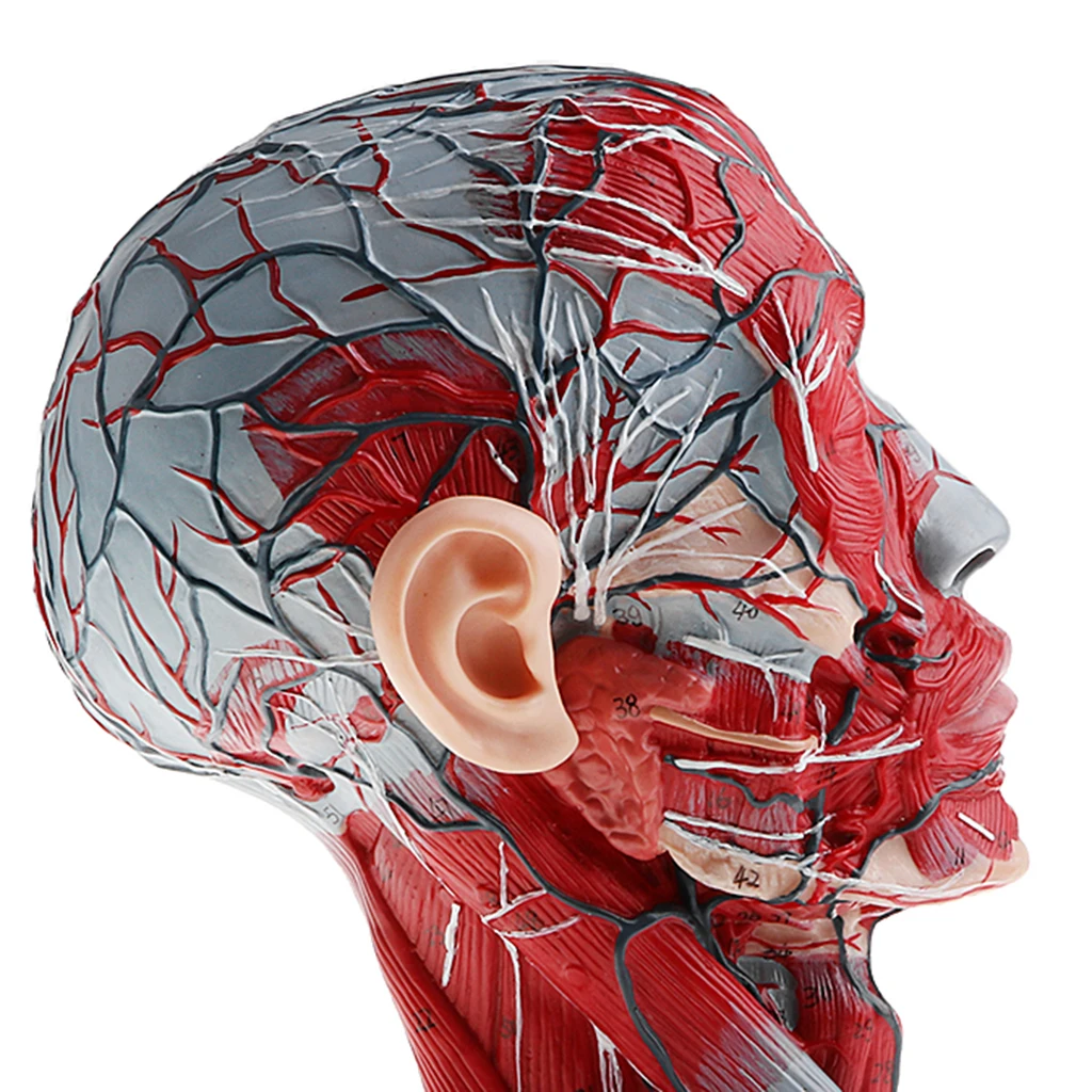 Sagittal Plane 1:1 Human Head Skeleton with Neck Vessel Nerve Arteries Veins Model Lab Supplies Science Toy
