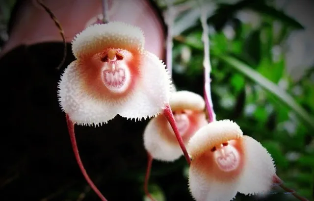 9 kinds Rare Precious Monkey Face Orchid Seeds, 50pcs/pack