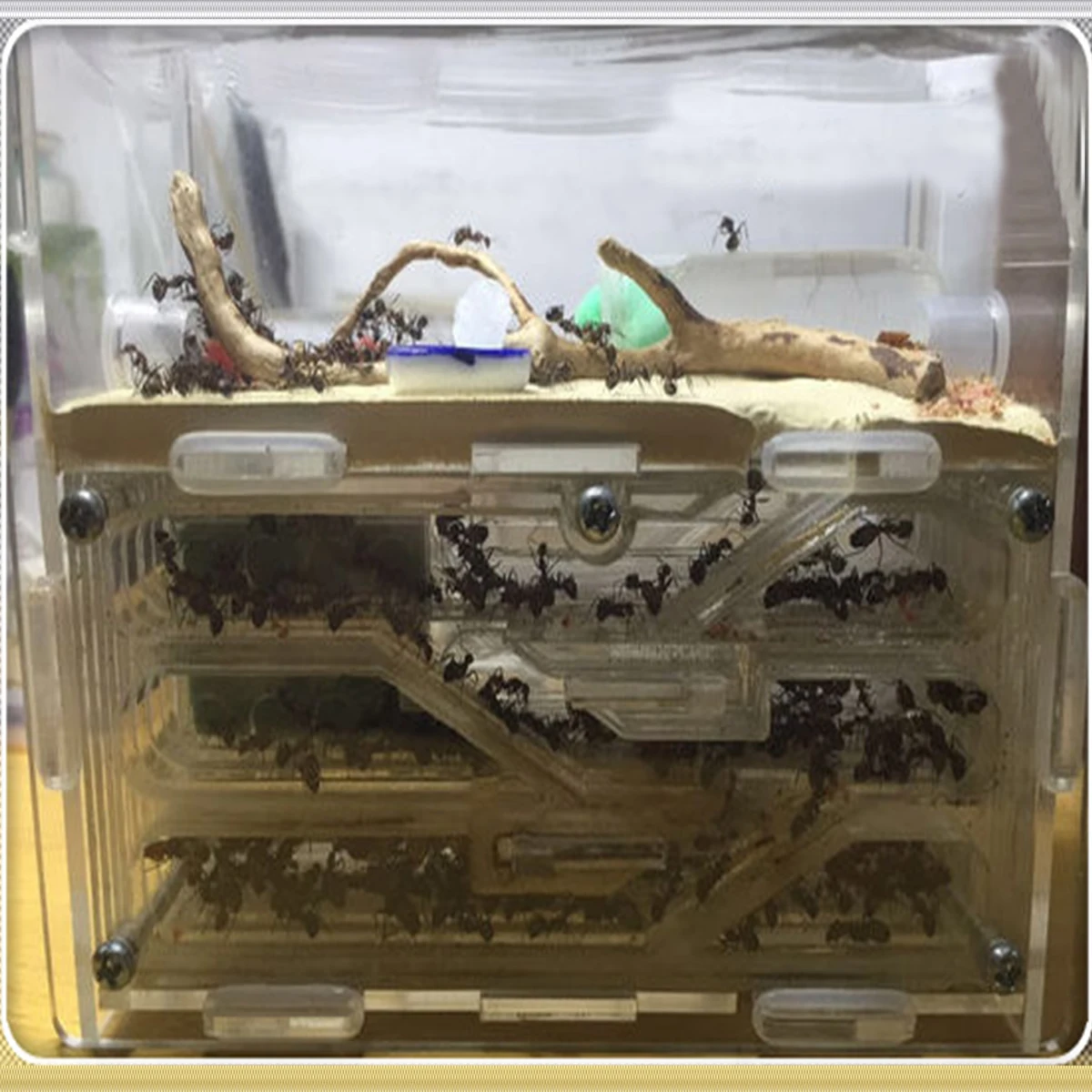 

150mmx54mmx110mm Big DIY Moisture With Feeding Area Ant Nest ,Ant Farm Plastic, Insect Ant Nests Villa PET For House Ants