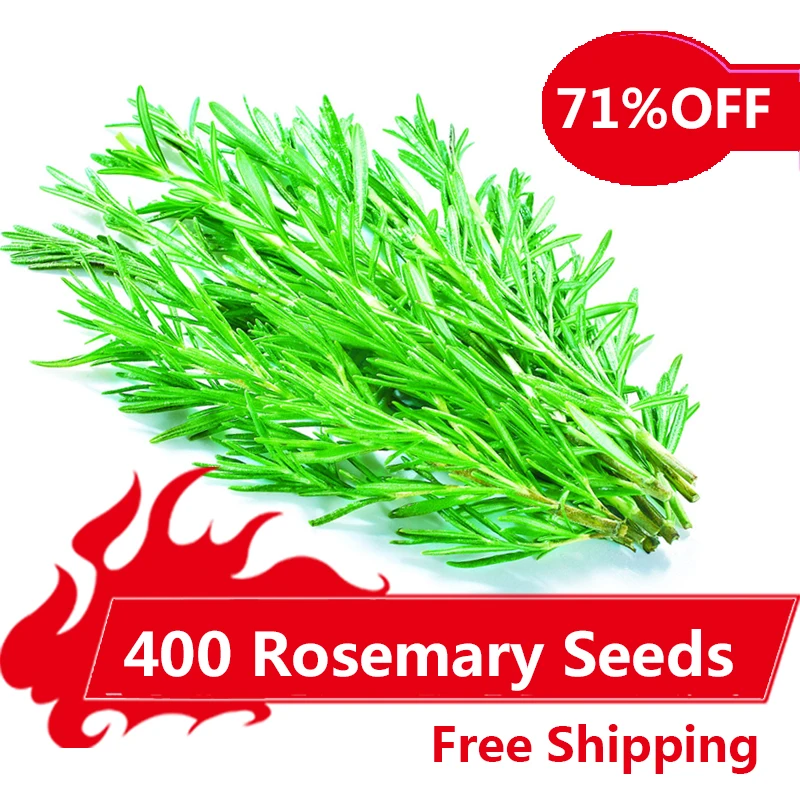 400 Rosemary Seeds DIY Garden Plant Easy To Grow Herb, vegetable seeds healthy,