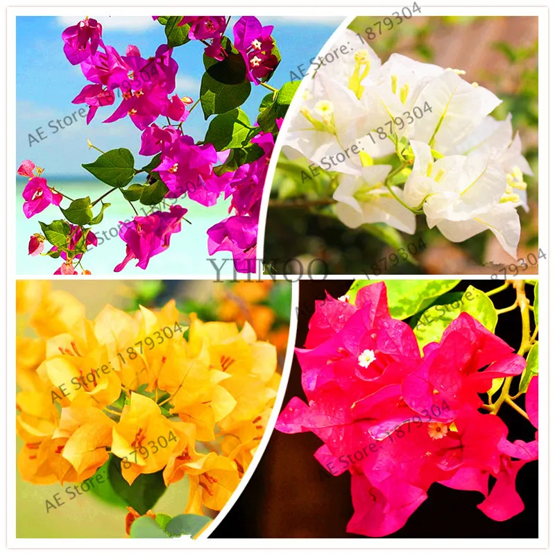 

106pcs Mix-color 'Bougainvillea Spectabilis Willd" garden bonsai flower plant flores flowers flower pot planters