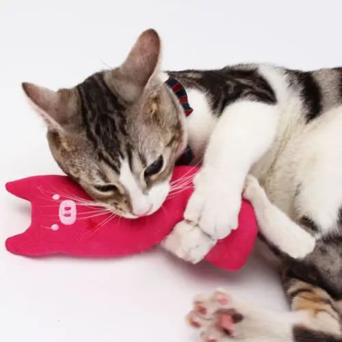 Funny Cute Pet Kitty Cat Soft Plush Toys Sound Squeaky Chew Interactive Cat Toy Gifts Pet Kitten Funny Cute Pet Kitty Cat Soft Plush Toys Sound Squeaky Chew Interactive Cat Toy Gifts Pet Kitten