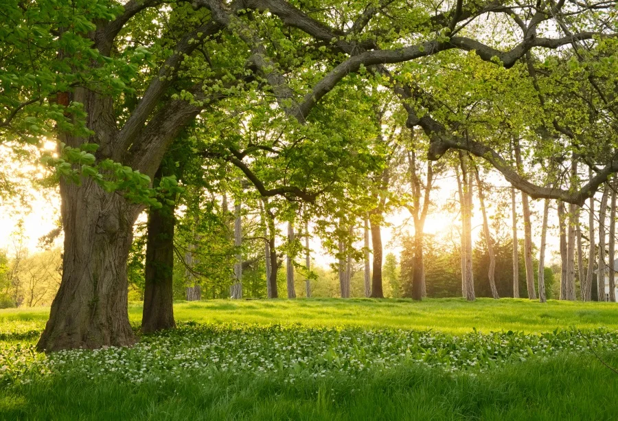

Laeacco Spring Green Tree Floret Grassland Portrait Scenic Photo Backgrounds Photography Backdrops Photocall Photo Studio