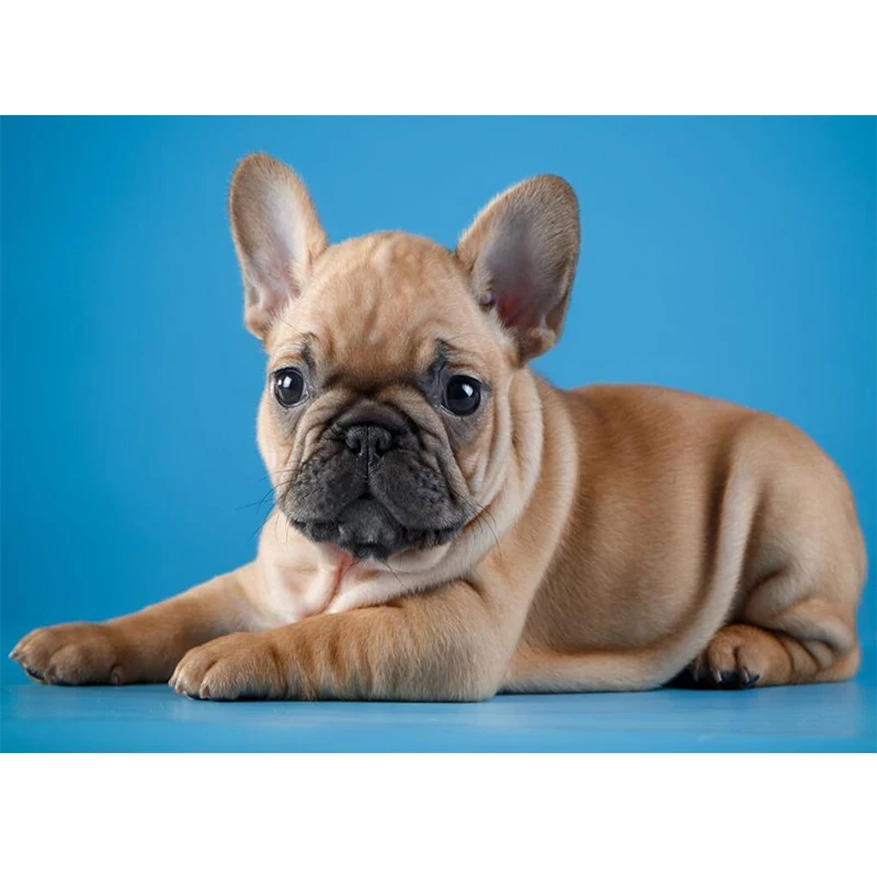 zhangguiyue370-French bulldog