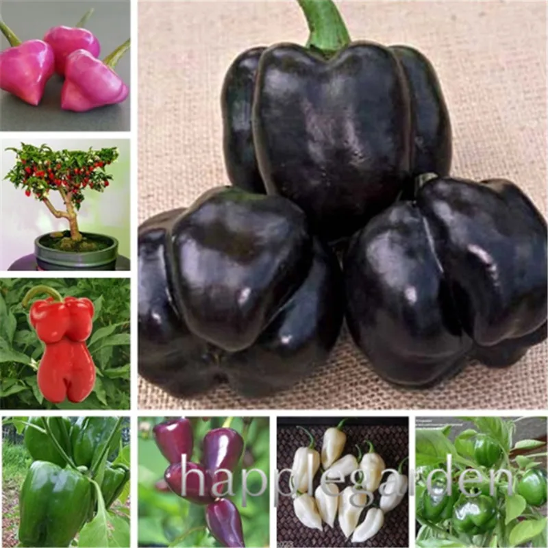 

200 Pcs Non-GMO Sweet Pepper bonsai,Easy Growing Paprika Chili plants,DIY Family Garden Vegetable Organic Chile Bonsai Plant