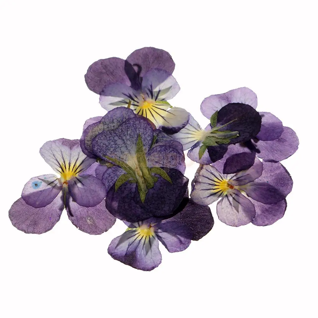 MagiDeal 12 Pieces Pressed Natural Dried Flowers Violet Flower for Art Craft Scrapbooking handmade bookmarks craft accessories,