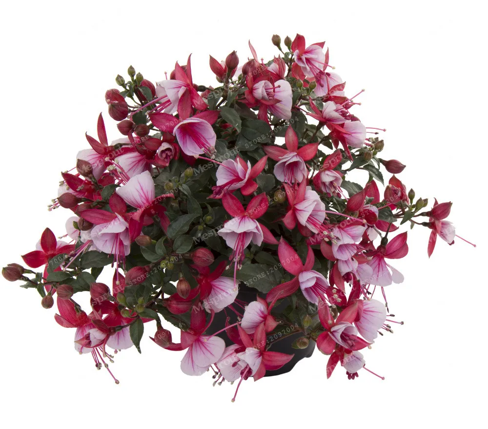 

Hot Sale Many Varieties Fuchsias Lantern Flower Bonsai DIY Flower Bonsai Plant Fuchsia Hybrida Voss Bonsai 100 Bonsai /Bag