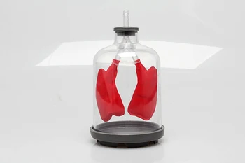

lung breathing model lung pulmonary evacuation simulation of lung function model