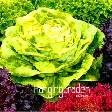 Срок-лимит! 100 шт./пакет органический Весна Салат Овощной бонсай хороший вкус, легко растить, большой салат, «сделай сам» для дома для овощей