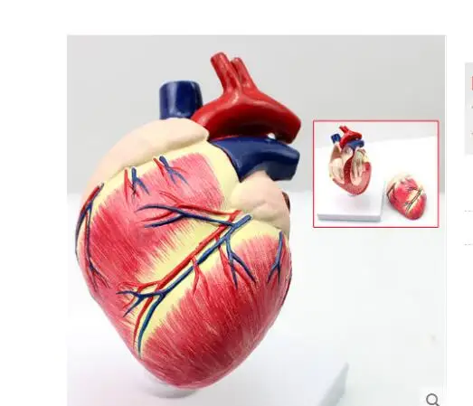 Dog Canine Pet Medical Heart Model Organ Veterinary Vet Animal Anatomy ...