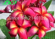7 15inch Rooted Plumeria Rubra Plant Thailand Rare Real Frangipani Plants no154 mango brush 2