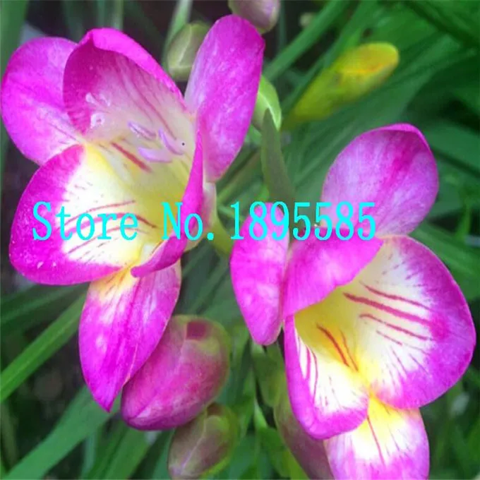 Freesia Hybrida Bulbs Indoor Potted Flowers Orchids Potted