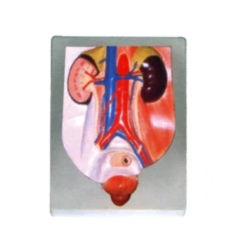 

Male model of urinary system Human anatomy Model of teaching demonstration equipment free shipping