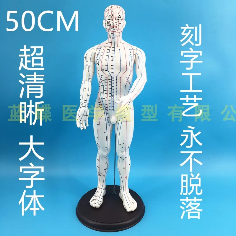 50/48 см полная кожа белая обувь для мужчин и женщин человека модель человеческого Меридиан модели традиционной китайской медицины Модель