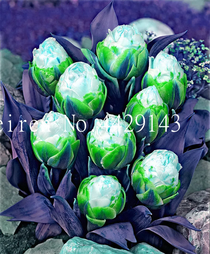 200 Pcs Rare Exotic Tulip Bonsai Aroma Ice Cream Plants So Not Bulbs Hydroponic Garden Flower