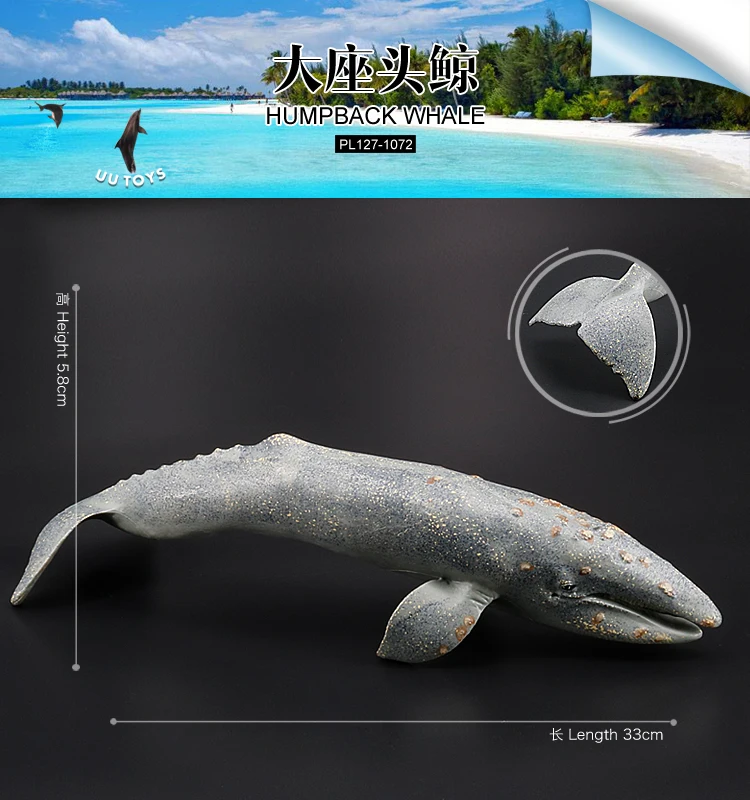大座头鲸-1072