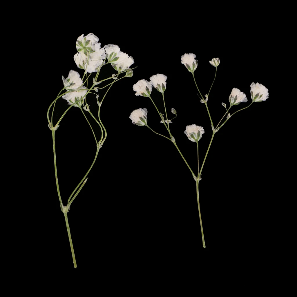10pcs  Real Pressed Dried Flowers Natural Dry Babys Breath Flowers DIY Making Card Handmade Resin Crafts Scrapbooking Art Crafts