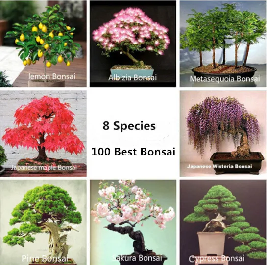 

100 Pcs/Lot - 8 Kinds Bonsai Tree Bonsai, Perfect Diy Home Garden Bonsai Package For Balcony, Home, Garden, Yard