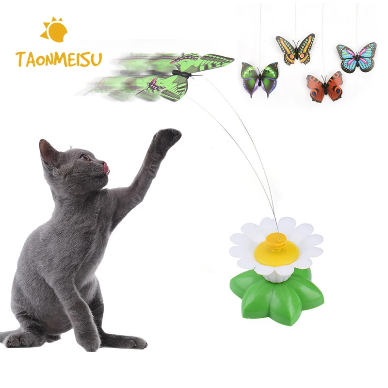 cat chasing butterfly
