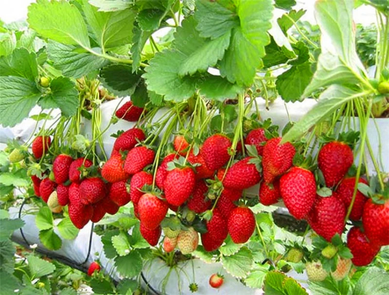 

300pcs mountaineering strawberry bonsai plants home garden with strawberry NON-GMO strawberry tree big delicious fruit