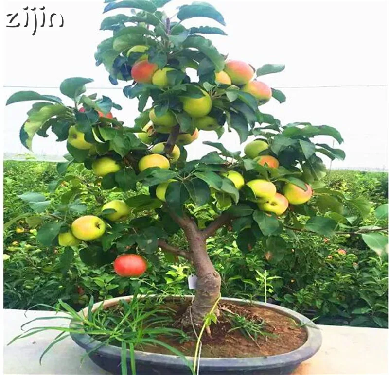 30pcs Dwarf Apple Bonsai Miniature Apple Tree Sweet organic fruit vegetable Bonsai indoor or outdoor DIY Home Garden