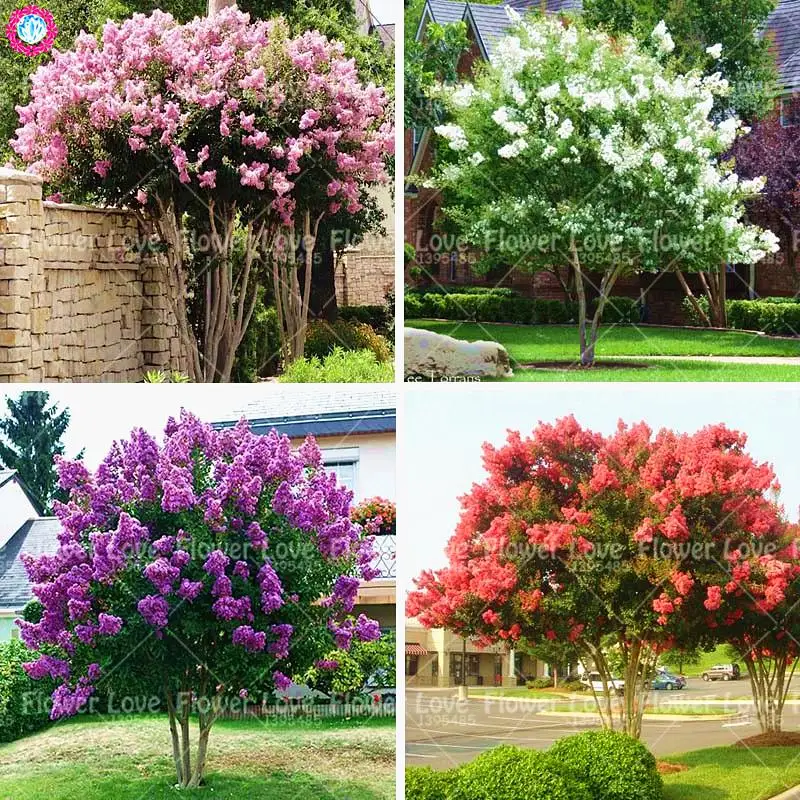 

100pcs bonsai Crape Myrtle Lagerstroemia Indica 'Natchez' Perennial Flower Courtyard bonsai Tree for Home Garden Plants