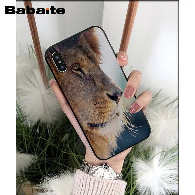Animals lion