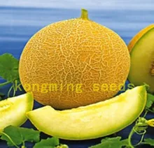 50 Yellow Honey Melon Medovyy Aromat Sweet Heirloom vegetable seeds for home plant sweet delicious