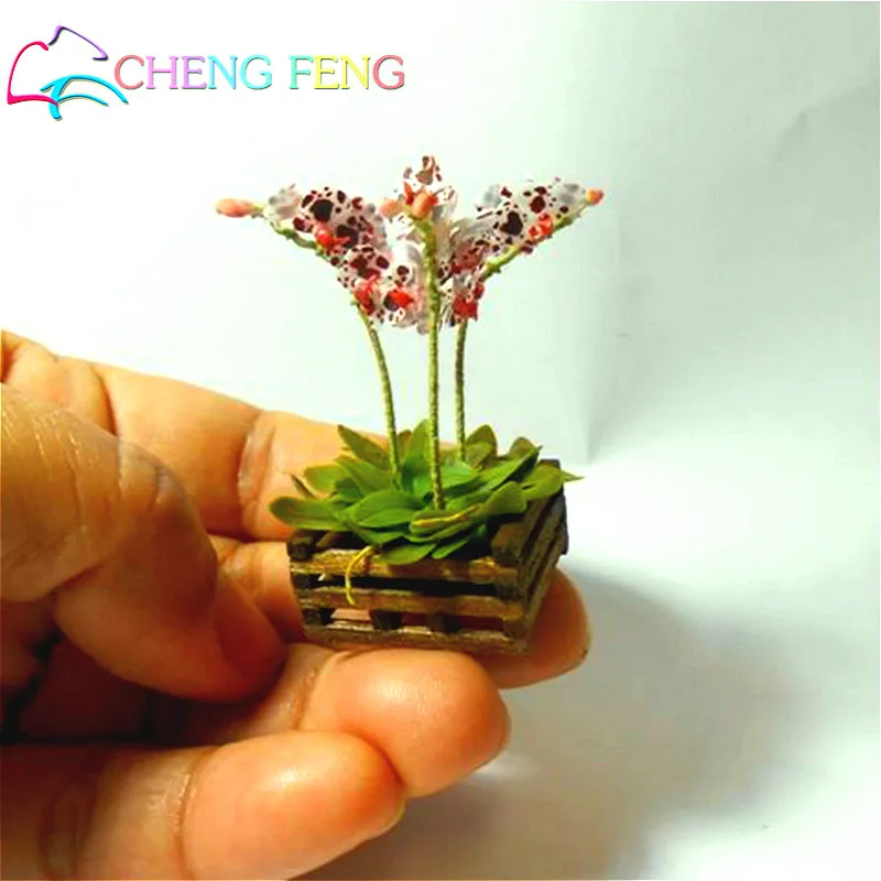 100 Pcs Seeds Mini Bonsai Orchid Seeds Indoor Home Miniature Flower Pot Garden Plants Four Seasons Beauty 2016 Rare Flowers Gift