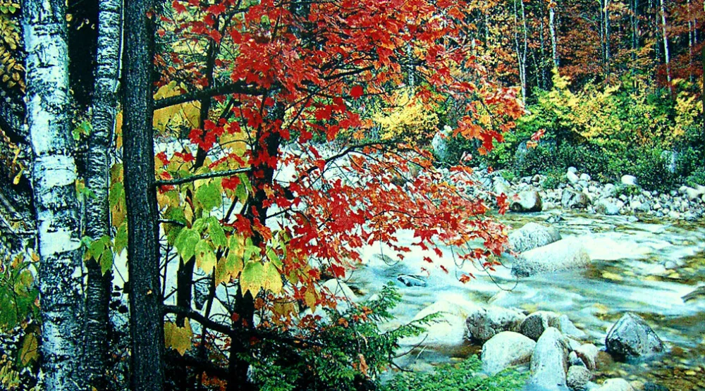 Free Shipping Big Size Tapestries Rivulet with Red leaf Fabric Picture Multifunctional Washable Decorative Art Pictures | Дом и сад