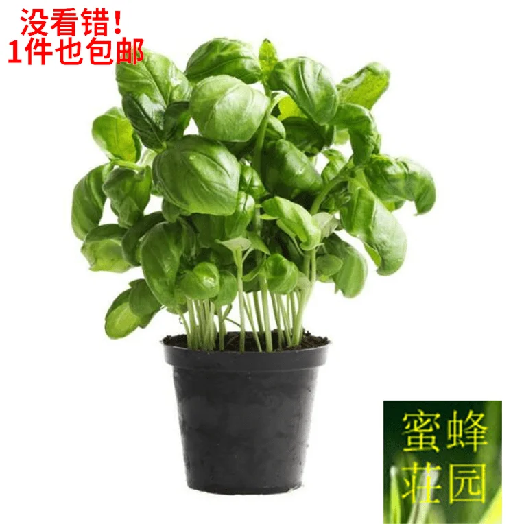 

Basil Purple Leaves Basil Nine Towers The bonsais can be treated for about 100pcs