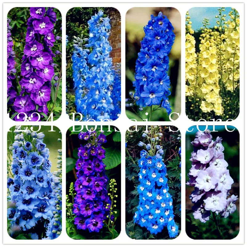 

Hot Sale! 100 pcs/bag larkspur Bonsai Mixed Colourful Rocket larkspur Consolida Ajacis Delphinium Flowers plant for home garden
